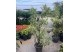 Cây Trúc Bách Hợp Hoàng Kim Nội Thất: Sắc Lá Cẩm Thạch Rạng Rỡ & Mẹo Chăm Cho Cây Luôn Tươi Tốt