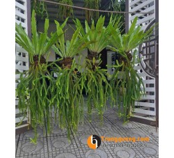 Cây Râu Rồng Thái Giàn Treo: Tuyệt Tác Tropical
