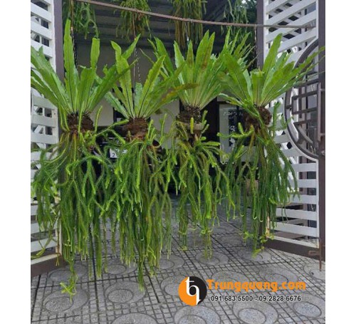 Cây Râu Rồng Thái Giàn Treo: Tuyệt Tác Tropical