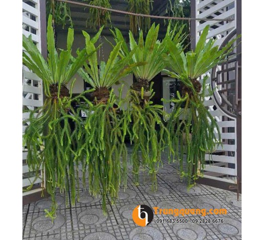 Cây Râu Rồng Thái Giàn Treo: Tuyệt Tác Tropical