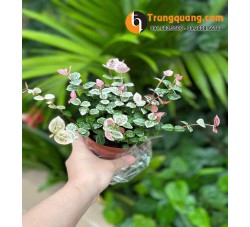 Cây Thằn Lằn - Vẩy Ốc Cẩm Thạch Leo Tường: Sắc Lá Độc Đáo, Phong Thủy Chiêu Tài & Mẹo Chăm Cho Lá Luôn Đậm Màu