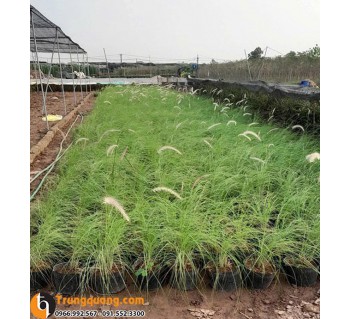 Cây Cỏ Lau - Cây Cảnh Trang Trí Sân Vườn, Tiểu Cảnh