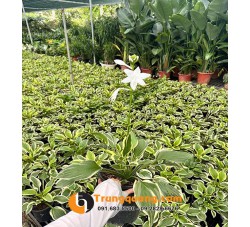  Cây Hosta Decor Góc Sân Vườn
