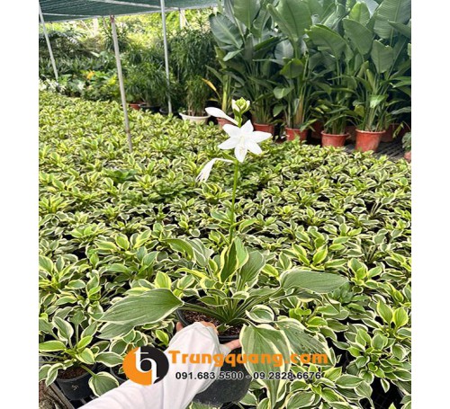 Cây Hosta Decor Góc Sân Vườn