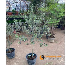 Cây Olive Trồng Chậu – Hướng Dẫn Chọn Cây, Chăm Sóc Để Cây Xanh Bạc Quanh Năm