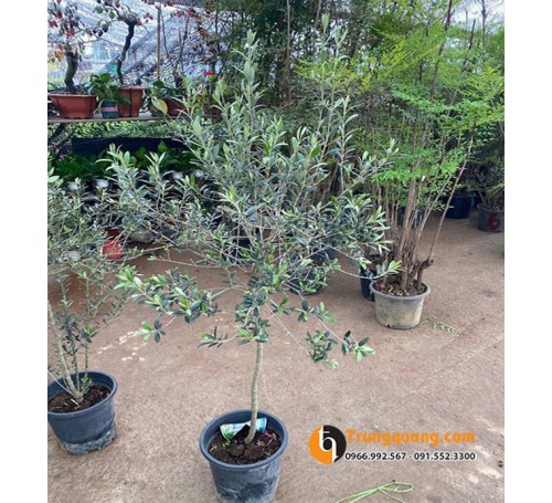 Cây Olive Trồng Chậu – Hướng Dẫn Chọn Cây, Chăm Sóc Để Cây Xanh Bạc Quanh Năm