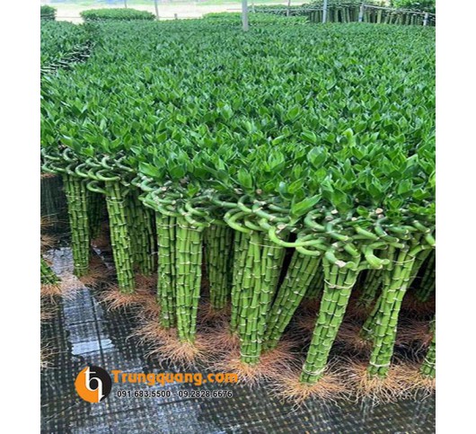 Cây Phát Tài Thanh Trúc - Cây Phong Thủy Dáng Trúc Thanh Mảnh Chiêu Tài Đón Lộc
