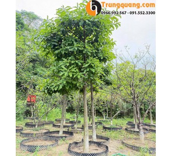 Cây Sala – Cây Hoa Độc Đáo Cho Sân Vườn Và Cảnh Quan