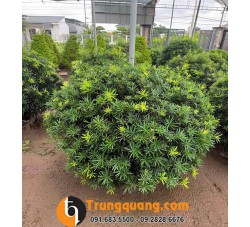 Cây Tùng Kim Cương - Phân Biệt Với Tùng La Hán Và Bí Quyết Tạo Dáng Nghệ Thuật