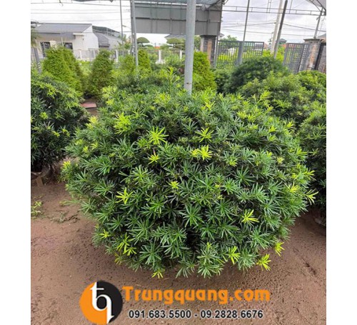 Cây Tùng Kim Cương - Phân Biệt Với Tùng La Hán Và Bí Quyết Tạo Dáng Nghệ Thuật