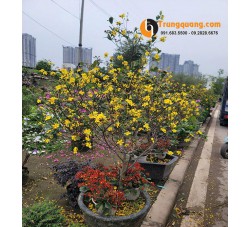 Cây Mai Tứ Quý Vàng: Sắc Hoa Bốn Mùa Thịnh Vượng Và Kỹ Thuật Trồng Cho Tán Tròn Đẹp