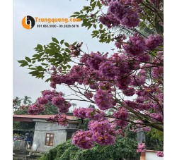 Cây Hoa Phong Linh Tím: Thảm Hoa Đô Thị Quý Phái Và Kỹ Thuật Trồng Cho Cây Siêng Bông