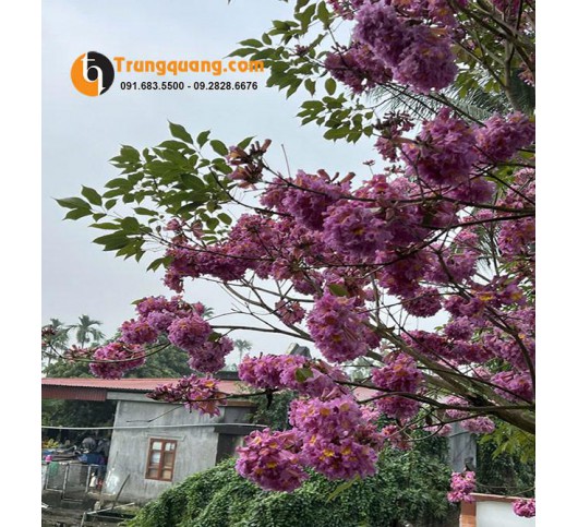 Cây Hoa Phong Linh Tím: Thảm Hoa Đô Thị Quý Phái Và Kỹ Thuật Trồng Cho Cây Siêng Bông