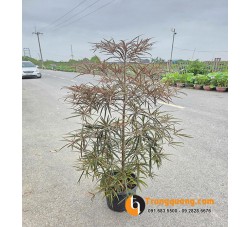Cây Bàng Quý Phi - Cây Bóng Mát Dáng Tháp Sang Trọng Cho Sân Vườn, Cảnh Quan Đô Thị