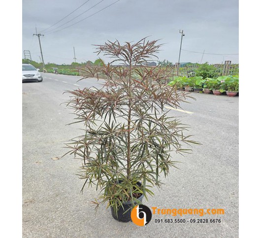Cây Bàng Quý Phi - Cây Bóng Mát Dáng Tháp Sang Trọng Cho Sân Vườn, Cảnh Quan Đô Thị