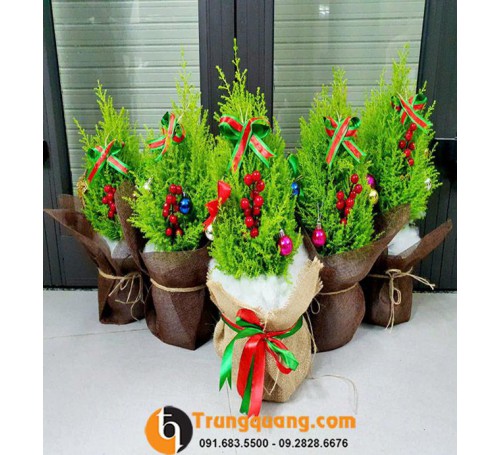Cây Tùng Thơm - Món Quà Ý Nghĩa Chúc Bình An, May Mắn Dịp Tết Và Khai Trương