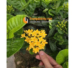 Cây Mẫu Đơn Hoa Vàng Dáng Bụi Bo Viền: Sắc Hoàng Kim Vương Giả 
