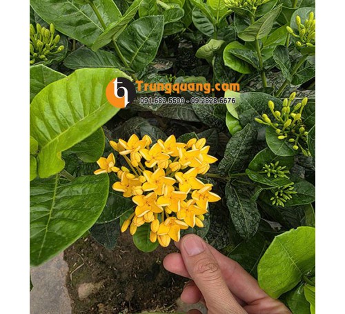 Cây Mẫu Đơn Hoa Vàng Dáng Bụi Bo Viền: Sắc Hoàng Kim Vương Giả