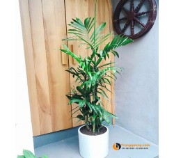 Cây Cau Hawaii: Điểm Nhấn Nội Thất Sang Trọng Và Kỹ Thuật Chăm Sóc Bền Xanh
