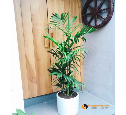Cây Cau Hawaii: Điểm Nhấn Nội Thất Sang Trọng Và Kỹ Thuật Chăm Sóc Bền Xanh