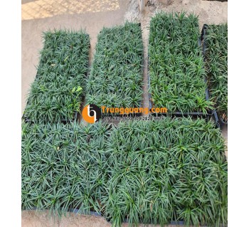 Cỏ Gấu Mỹ - Mono: Thảm Nền Kiến Trúc Chuẩn Âu