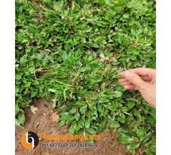 Cây Cỏ Gừng Thái Lan Cẩm Thạch Phủ Nền: Nghệ Thuật Thảm Xanh Cẩm Thạch, Phong Thủy Thịnh Vượng & Kỹ Thuật Chăm Sóc Đơn Giản