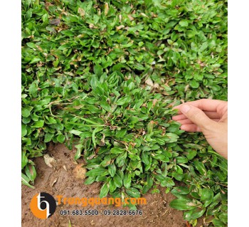 Cây Cỏ Gừng Thái Lan Cẩm Thạch Phủ Nền: Nghệ Thuật Thảm Xanh Cẩm Thạch, Phong Thủy Thịnh Vượng & Kỹ Thuật Chăm Sóc Đơn Giản
