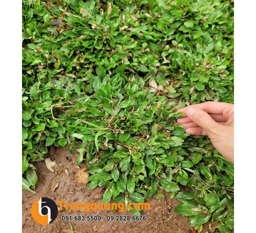 Cây Cỏ Gừng Thái Lan Cẩm Thạch Phủ Nền: Nghệ Thuật Thảm Xanh Cẩm Thạch, Phong Thủy Thịnh Vượng & Kỹ Thuật Chăm Sóc Đơn Giản