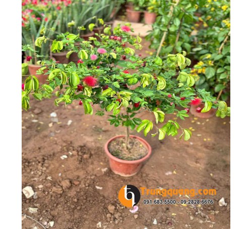 Cây Kiều Hùng Diệp Lào Kiểng Cổ: Tinh Hoa Tạo Dáng Bonsai