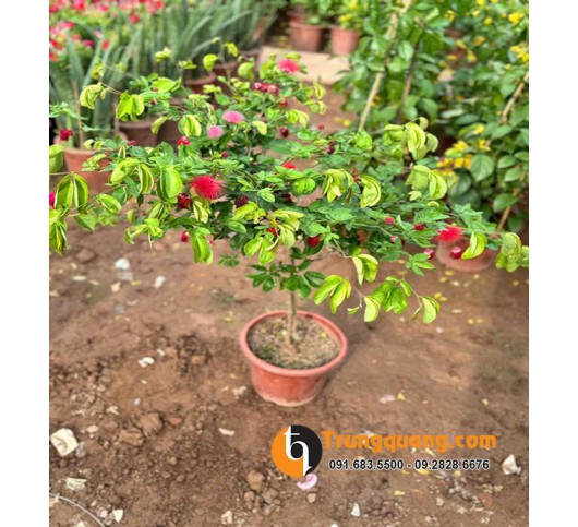 Cây Kiều Hùng Diệp Lào Kiểng Cổ: Tinh Hoa Tạo Dáng Bonsai