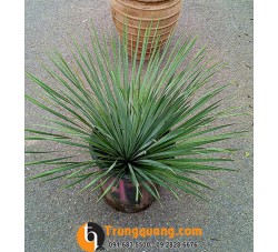Cây Dứa Yucca - Giải Pháp Xanh Hoàn Hảo Cho Người Bận Rộn, Không Có Thời Gian Chăm Cây
