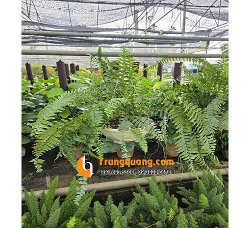 Cây Dương Xỉ Thòng Thái Trang Trí Ban Công & Giếng Trời