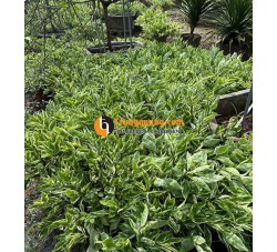 Cây Hồng Tước San Hô Cảnh Quan: Sắc Lá Cẩm Thạch Rực Rỡ, Phong Thủy Chiêu Tài & Mẹo Chăm Cho Hoa Nở Quanh Năm