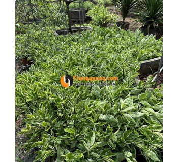 Cây Hồng Tước San Hô Cảnh Quan: Sắc Lá Cẩm Thạch Rực Rỡ, Phong Thủy Chiêu Tài & Mẹo Chăm Cho Hoa Nở Quanh Năm