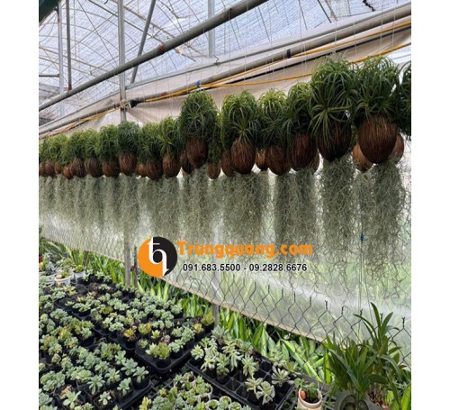 Cây Không Khí Giống Cây Trồng Độc Lạ Không Cần Đất
