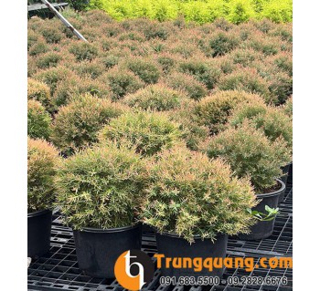 Cây Liễu Thái Đỏ Tầm Trung: Điểm Chấm Phá Sắc Đỏ Thướt Tha