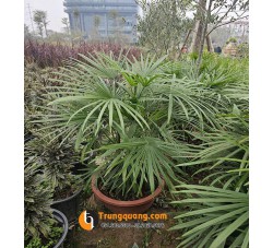 Cây Mật Cật Kim Cương: Vẻ Đẹp Thượng Lưu Và Biểu Tượng Của Sự Thịnh Vượng
