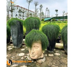 Cây Phi Lao Úc Cảnh Quan & Bonsai: Vẻ Đẹp Phong Trần Bền Bỉ, Ý Nghĩa An Yên & Mẹo Chăm Cho Lá Xanh Mượt