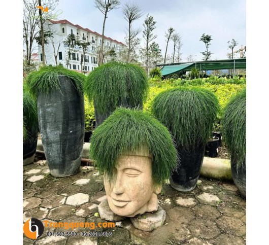 Cây Phi Lao Úc Cảnh Quan & Bonsai: Vẻ Đẹp Phong Trần Bền Bỉ, Ý Nghĩa An Yên & Mẹo Chăm Cho Lá Xanh Mượt