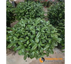 Cây Thần Tài Nội Thất: Biểu Tượng Tài Lộc
