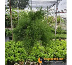 Cây Thiên Môn Đông Decor Ban Công & Giếng Trời