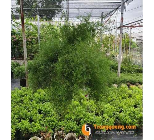 Cây Thiên Môn Đông Decor Ban Công & Giếng Trời