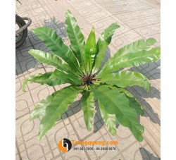 Cây Tổ Quạ - Tổ Phụng Nội Ngoại Thất: Dáng Đài Sen Vương Giả