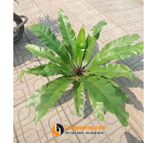 Cây Tổ Quạ - Tổ Phụng Nội Ngoại Thất: Dáng Đài Sen Vương Giả