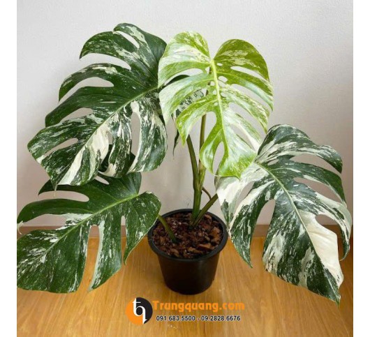 Cây Trầu Bà Monstera Vân Lá Đốm: Đẳng Cấp Kiểng Lá Cao Cấp, Lọc Khí Tự Nhiên & Mẹo Chăm Lá Đốm Luôn Sắc Nét
