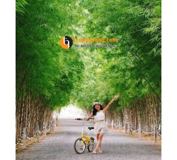 Cây Tre Tầm Vông Cảnh Quan: Giải Pháp Hàng Rào Xanh Kiến Trúc, Phong Thủy Kiên Cường & Kỹ Thuật Chăm Dễ Dàng