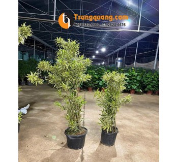 Cây Trúc Bách Hợp Hoàng Kim Cẩm Thạch Cảnh Quan: Sắc Lá Phú Quý, Tụ Khí Sinh Tài & Kỹ Thuật Chăm Dễ Dàng