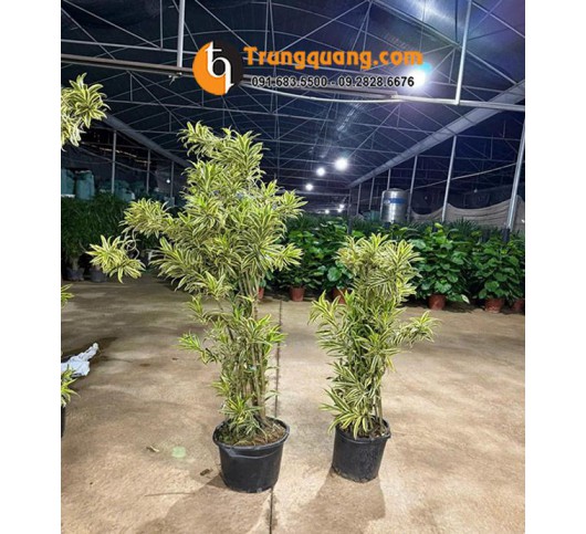 Cây Trúc Bách Hợp Hoàng Kim Cẩm Thạch Cảnh Quan: Sắc Lá Phú Quý, Tụ Khí Sinh Tài & Kỹ Thuật Chăm Dễ Dàng