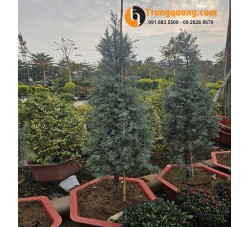 Cây Tùng Bách Băng Bonsai Sân Vườn: Kiệt Tác Đồi Tùng Tuyết