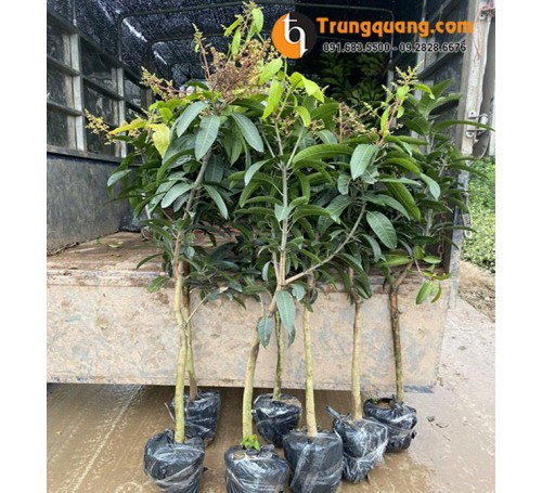 Cây Xoài Đài Loan - Giống Xoài Nhập Ngoại Trái To, Vị Ngọt Đậm Được Ưa Chuộng